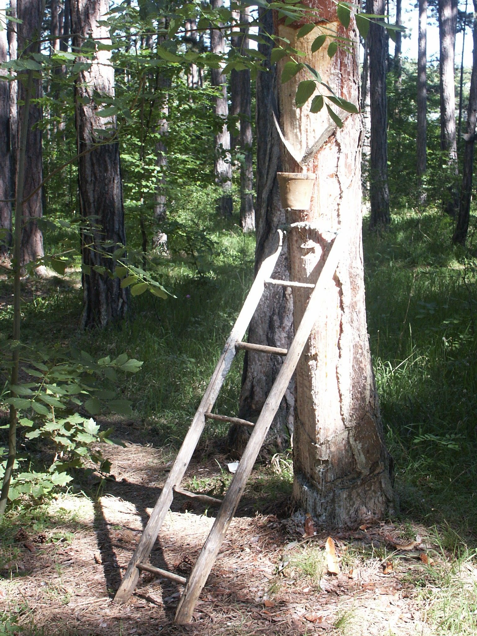 Leiter an einem Baum im Wald mit einem Eimer.