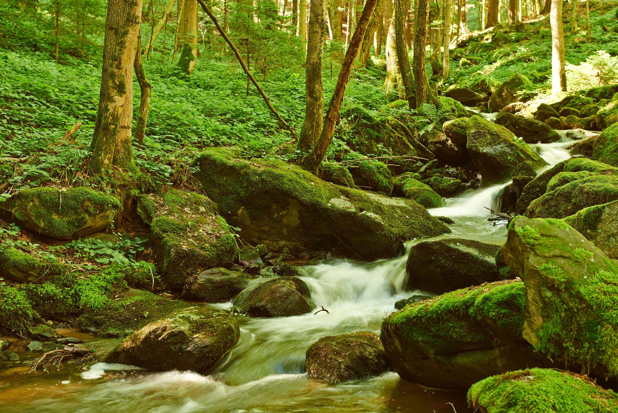 Ein kleiner Bach fließt durch einen moosbedeckten Wald mit Felsen und Bäumen.