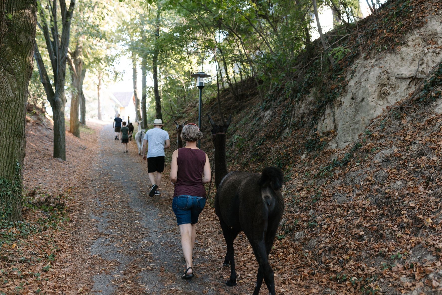 Menschen führen Lamas auf einem Waldweg spazieren.