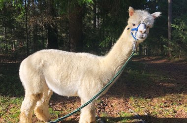 Alpakawandern im Waldviertel, © Waldviertel Tourismus