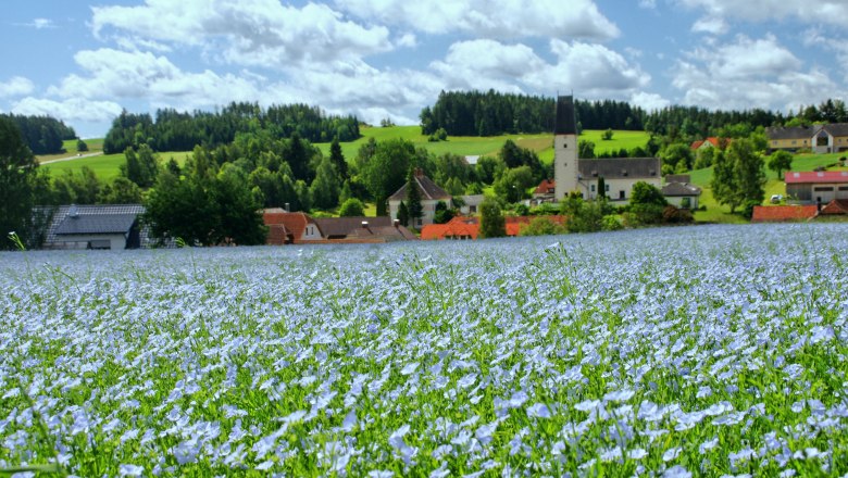 &Ouml;llein Bl&uuml;tenmeer, &copy; Franz Anderl