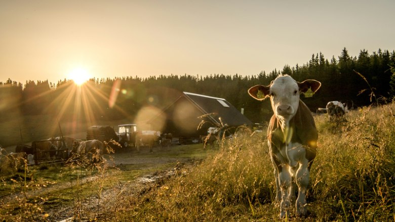 Unser Empfangskommitee, &copy; Robert Herbst