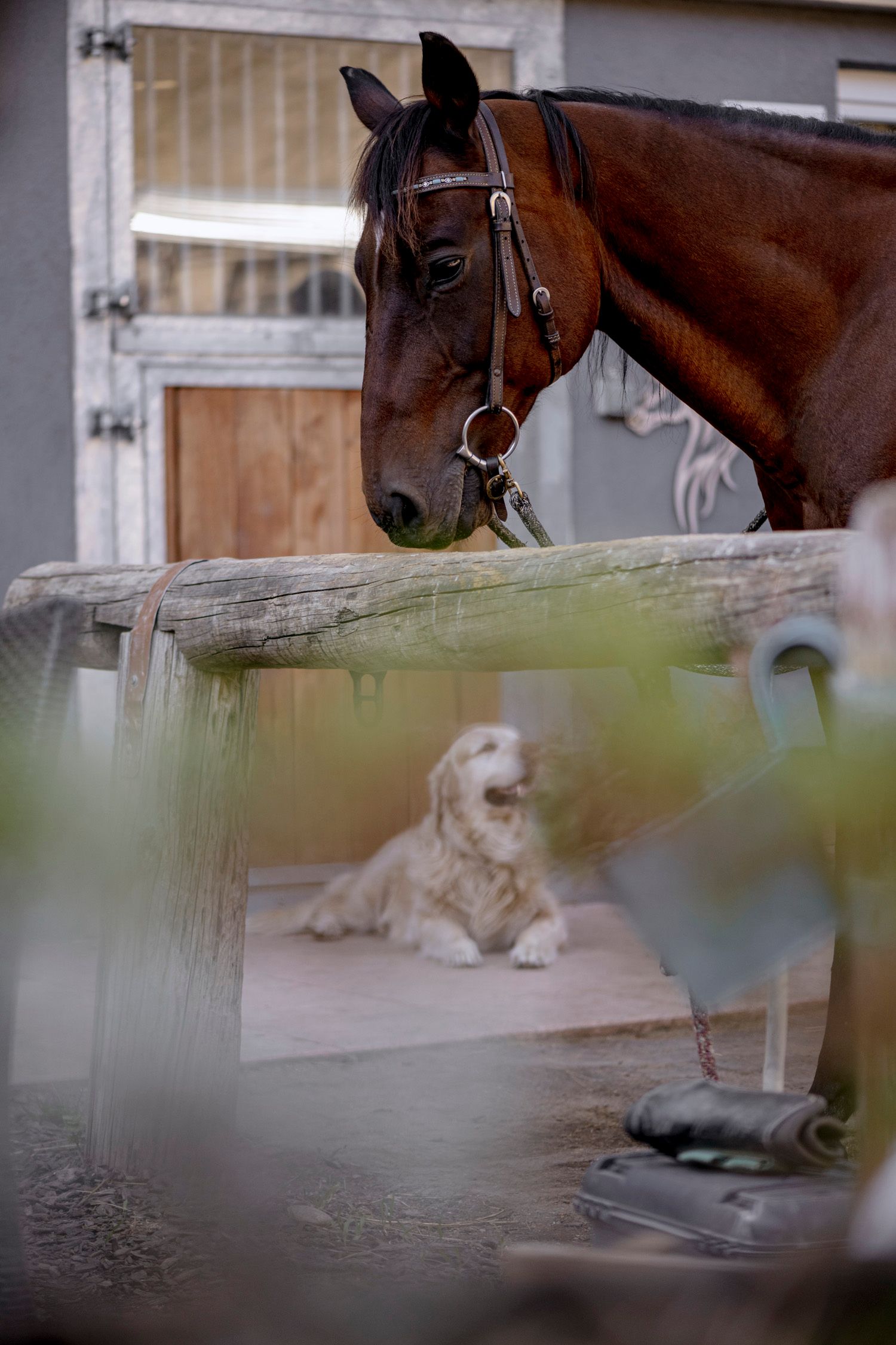 Hippo Campus, Pferd und Hund