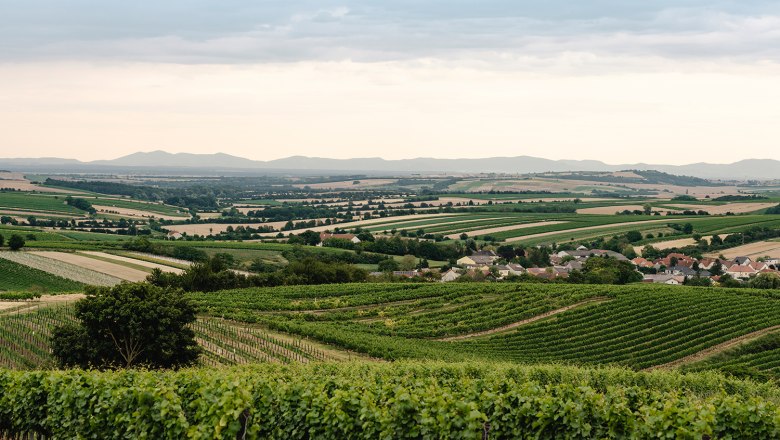 Weinberge und Landschaft bei Herrnbaumgarten, &Ouml;sterreich.