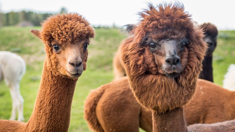 Alpakahof Sonnseitn, © Sonnseitnhof Alpakahof Sonnseitn, © Sonnseitnhof