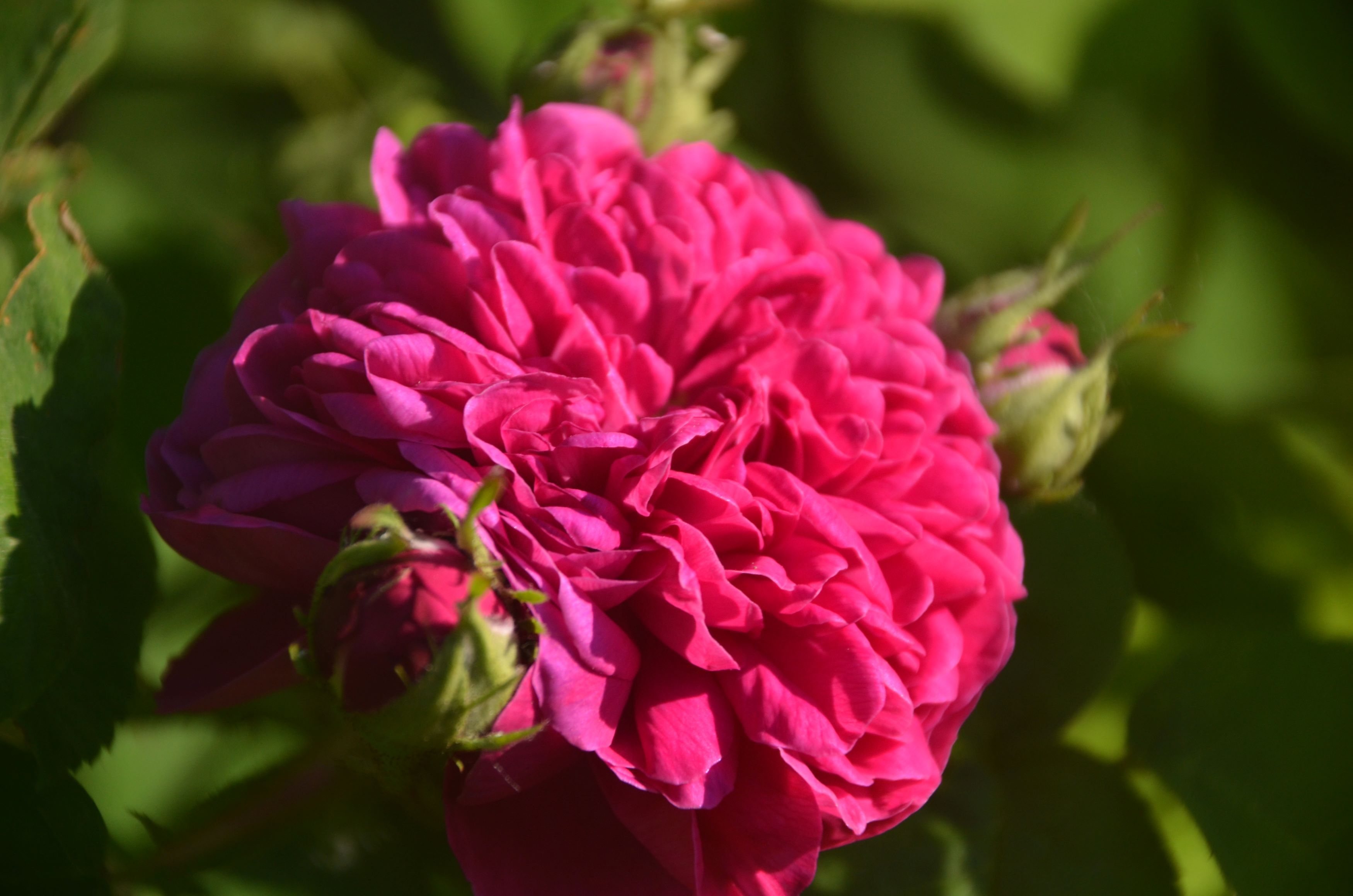 Nahaufnahme einer pinken Rosenblüte mit grünen Blättern im Hintergrund.