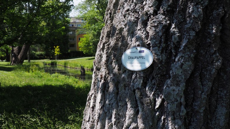 Nahaufnahme eines Baumstamms mit einem Schild, das "Graupappel" anzeigt, im Schlosspark von Bad V&ouml;slau.