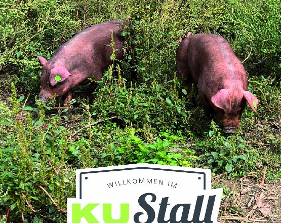 freilaufende Schweine im Naturgarten, © KUStall-Abstetten