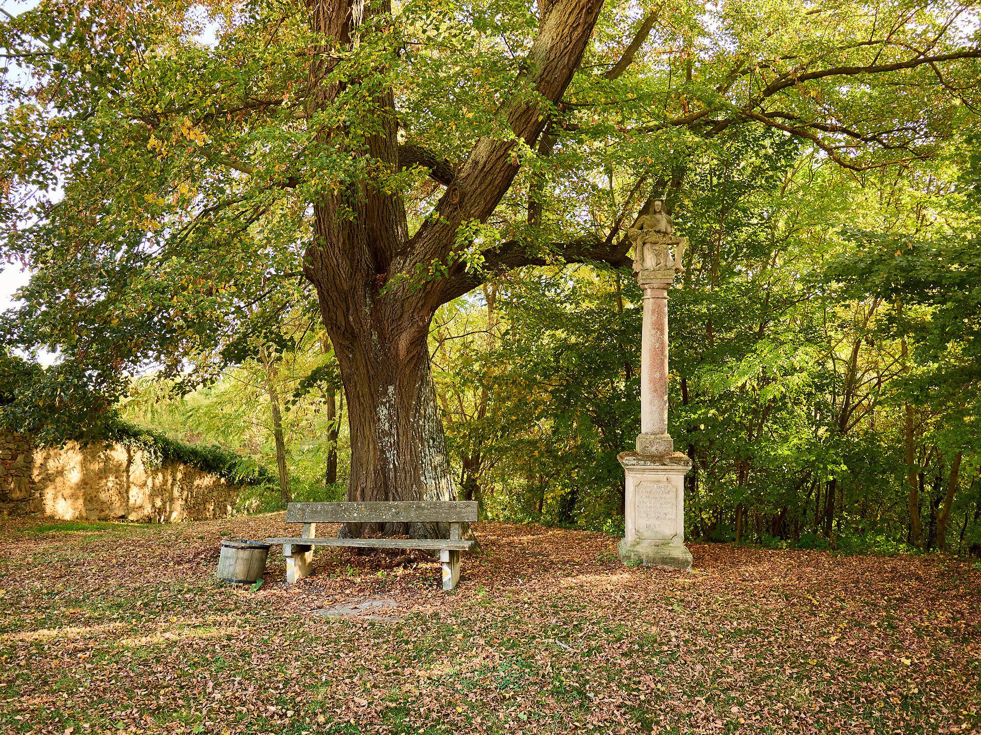 Inmitten der bunten Herbstblätter lädt eine rustikale Bank unter einem majestätischen Baum zum Verweilen ein. Der sanfte Wind trägt den Duft von frischem Laub und erdigen Tönen durch die Luft, während die Stille des Waldes eine friedliche Atmosphäre schafft.