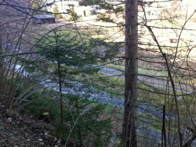 Scheiklh&ouml;he_Rundweg_6_Stengelloser Enzian, &copy; Nordisches Zentrum St. Aegyd