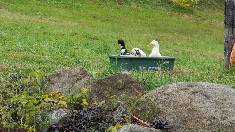 Entenpool, &copy; Friedlhof