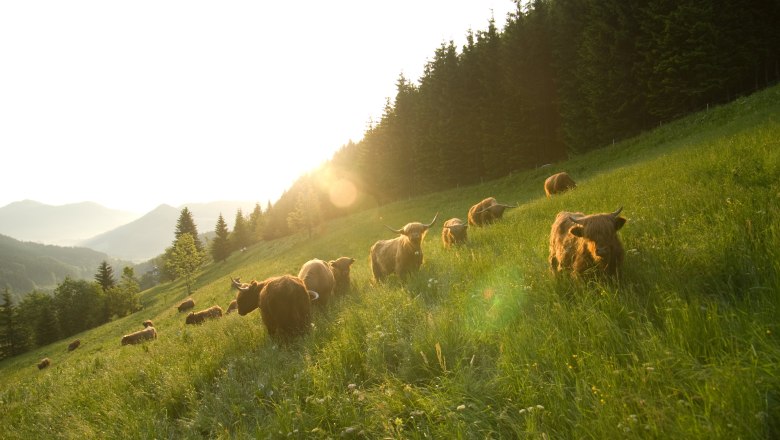 Biobauernhof Lacken, &copy; Familie Blamauer