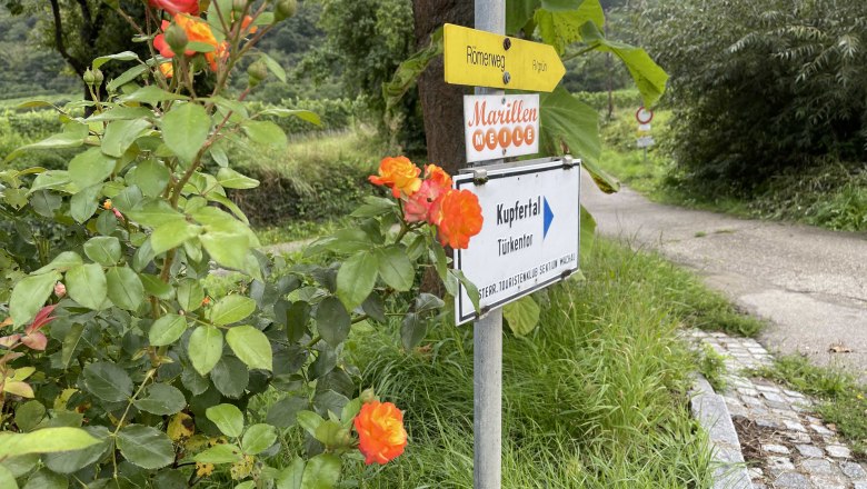 Wegweiser zur Marillenmeile mit Rosen im Vordergrund.