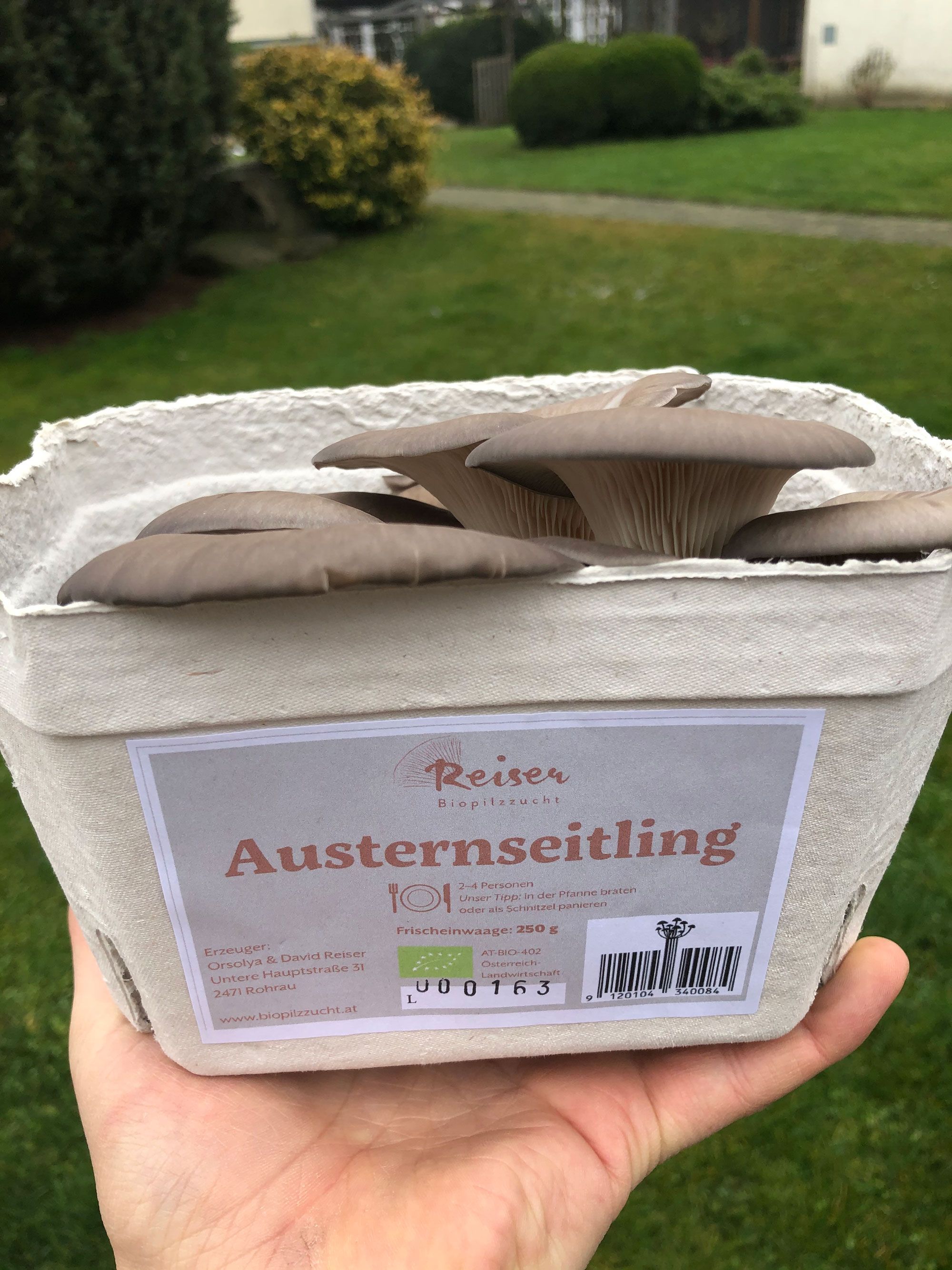 Edelpilzzucht Reiser, Rohrau, Austernseitlinge