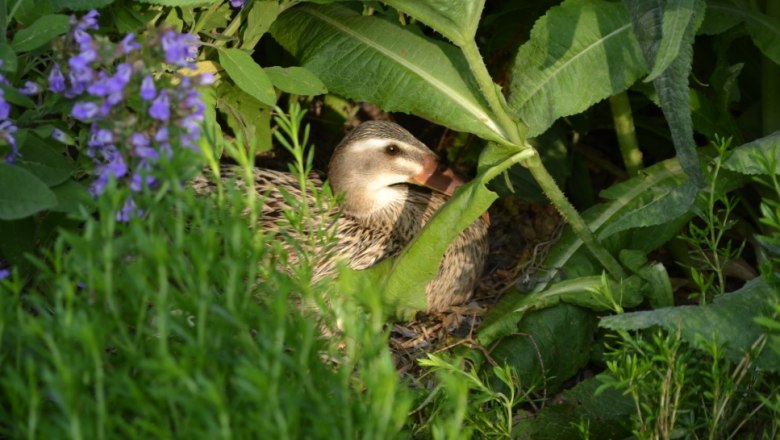 Ente sitzt im Geb&uuml;sch mit lila Blumen.