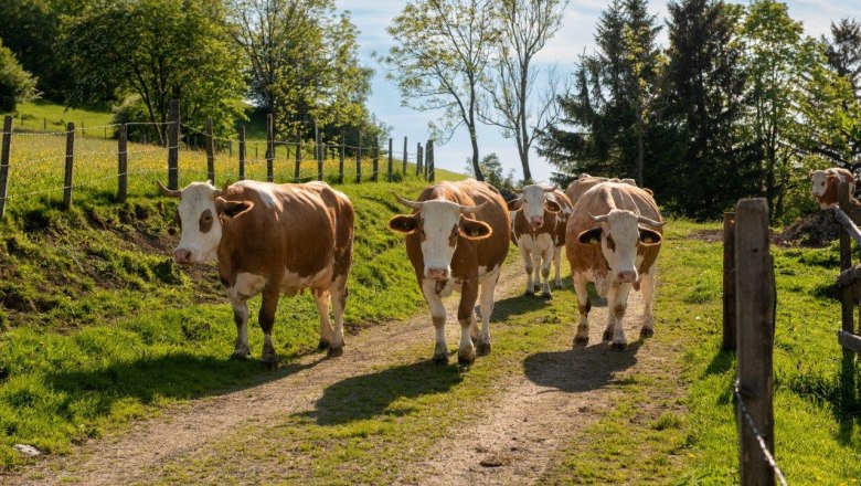 K&uuml;he, &copy; H&ouml;barten