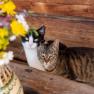 Katzen, &copy; H&ouml;barten
