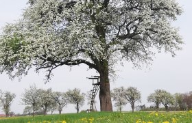 Die Mostviertler Birnbaumblüte ist jährlich ein wahres Naturschauspiel, © VSE, Zehetgruber Jürgen