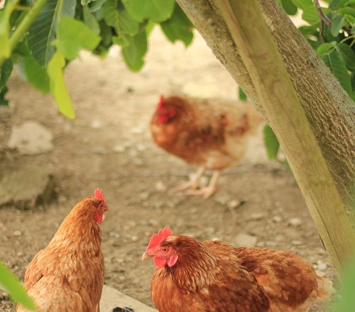 Unsere Hühner, © Annahof