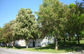 Bl&uuml;hende Kastanienb&auml;ume entlang einer Stra&szlig;e vor einem wei&szlig;en Geb&auml;ude.
