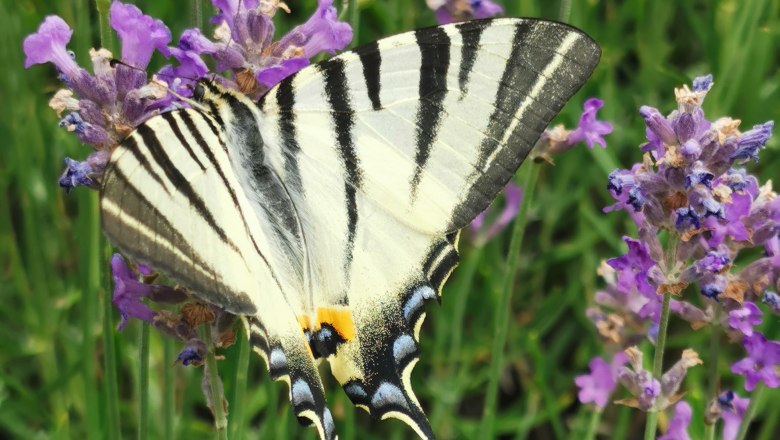 Ein Schmetterling mit schwarz-wei&szlig;en Streifen sitzt auf lila Lavendelbl&uuml;ten.