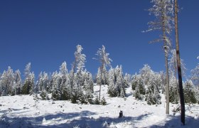 Verschneiter Wald mit blauem Himmel im Hintergrund.