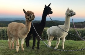Drei Alpakas in verschiedenen Farben stehen auf einer Wiese vor einem Sonnenuntergang.