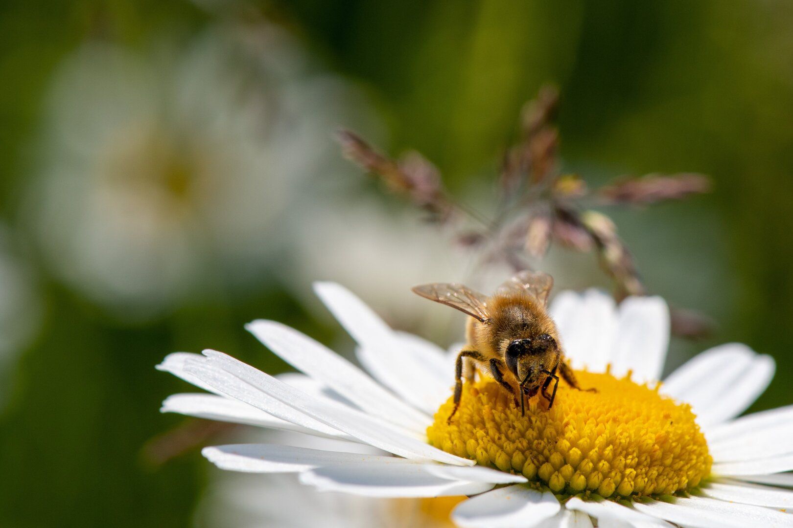 Biene auf einem Gänseblümchen