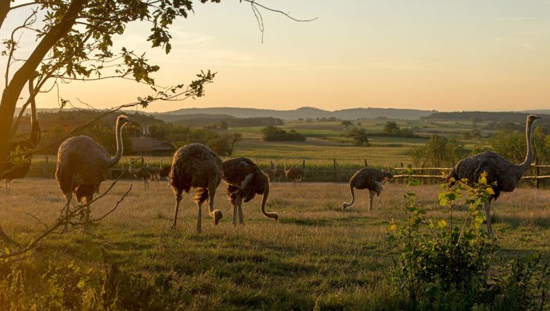 Strauße auf einer Wiese bei Sonnenuntergang.