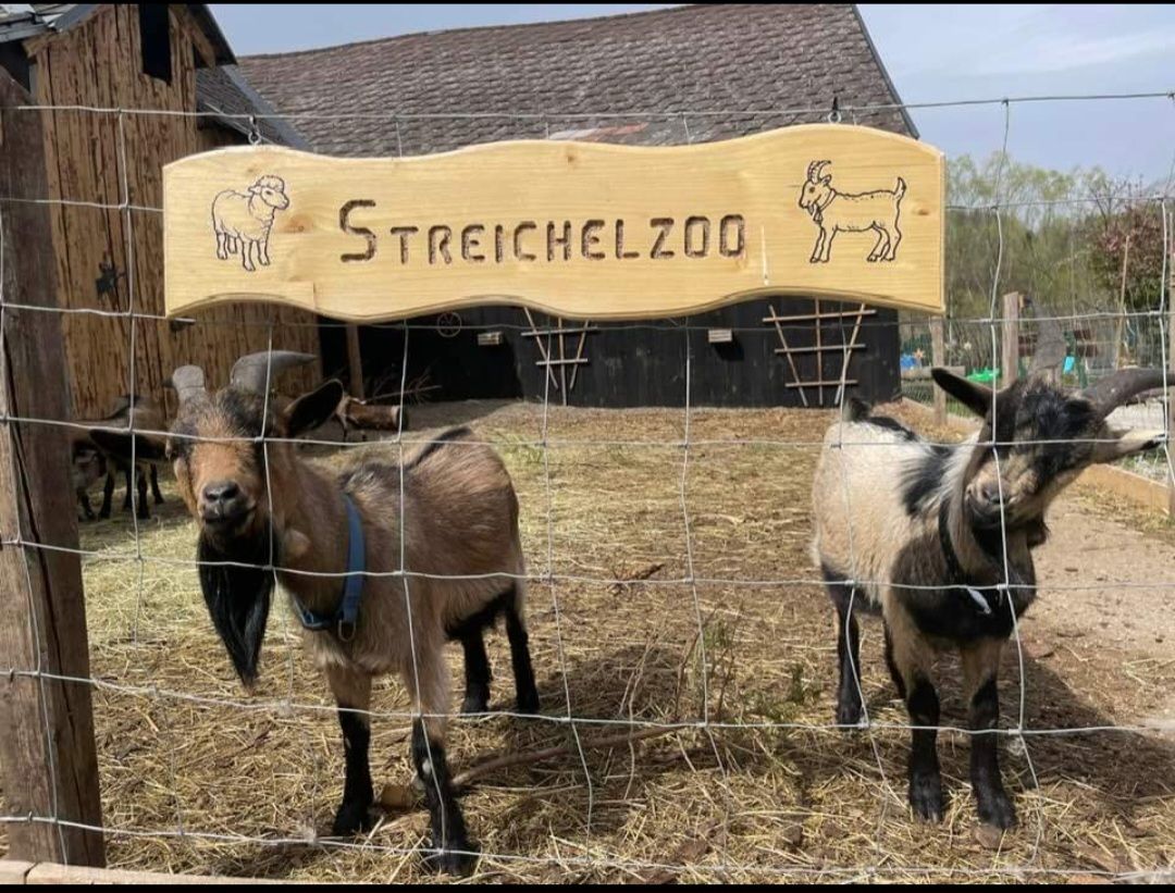 Zwei Ziegen stehen hinter einem Zaun im Streichelzoo.