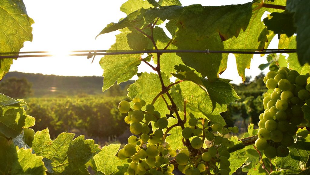 Weintrauben und Blätter im Sonnenlicht auf einem Weinberg.