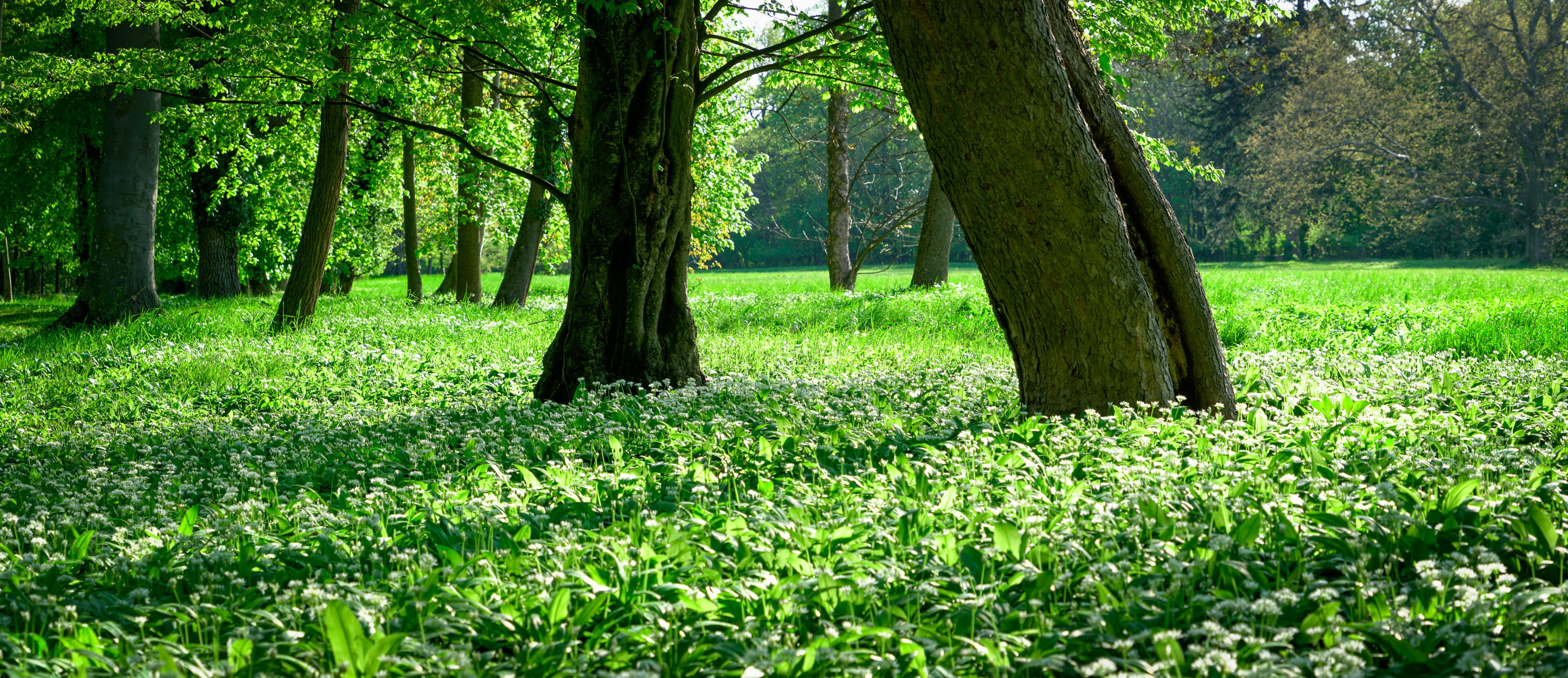 Ein grüner Wald mit Bäumen und blühendem Bärlauch am Boden.