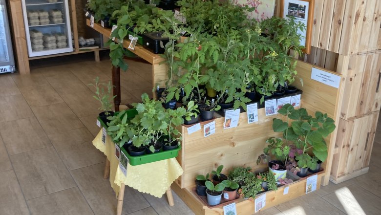 Jungpflanzen f&uuml;r den eigenen Gem&uuml;segarten, &copy; Julia Rabl