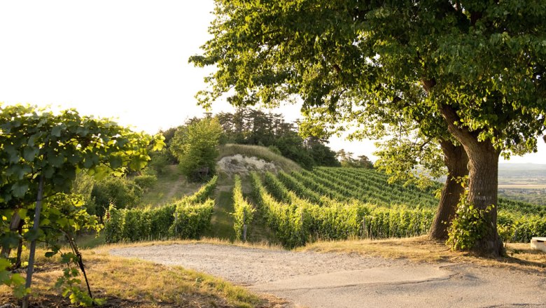 Weingarten mit Baum im Vordergrund bei Sonnenuntergang.