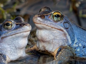 Moorfrosch im Naturpark Heidenreichsteiner Moor, &copy; Wolfgang Dolak