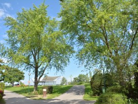 Silber Ahorn, © Donau Niederösterreich - Kamptal-Wagram-Tullner Donauraum