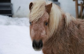 urlaub-beim-almbauer, &copy; Almbauer-Familie Wagner