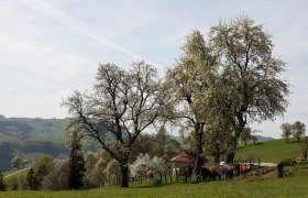 Fotopunkt Mostviertel, &copy; schwarz-koenig.at