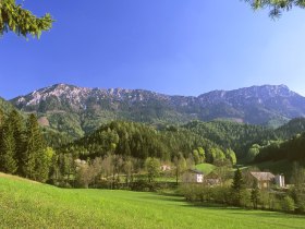 WANDERBLUME ST. AEGYD_12  - Mehlprimelweg, &copy; Fred Haubenwallner, St. Aegyd