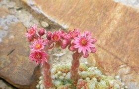 WANDERBLUME ST. AEGYD _7 - Hauswurzenweg, &copy; Nordisches Zentrum St. Aegyd