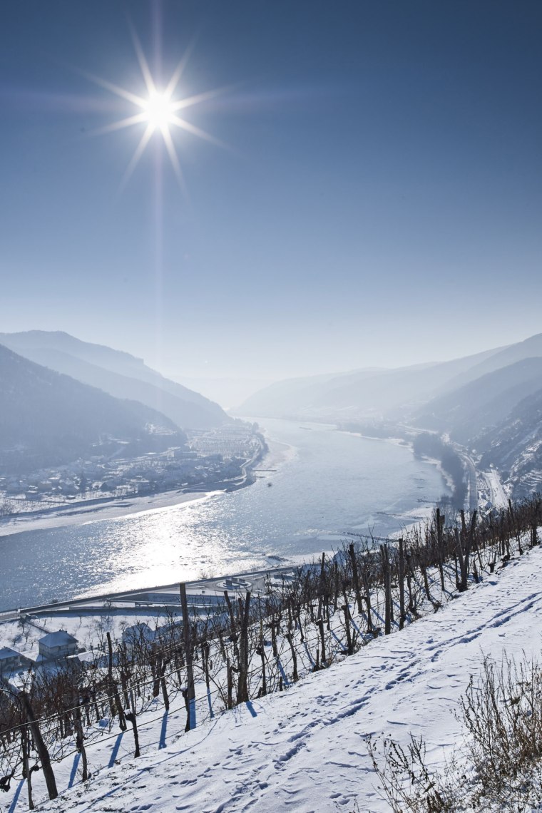 Schneebedeckte Weinberge mit Blick auf Donau