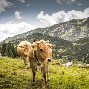 Ich bin der Dürre ohne Burgruine. , © Theo Kust