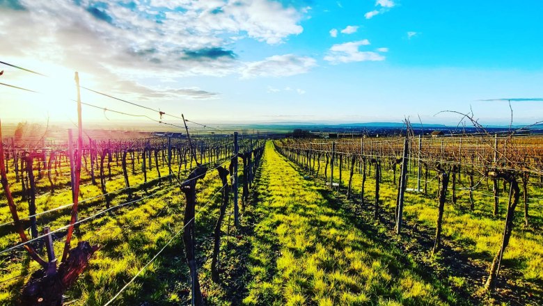 Weingarten im Fr&uuml;hling