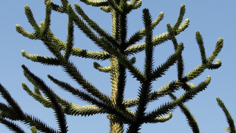 Detailansicht, &copy; Marianne Wenighofer