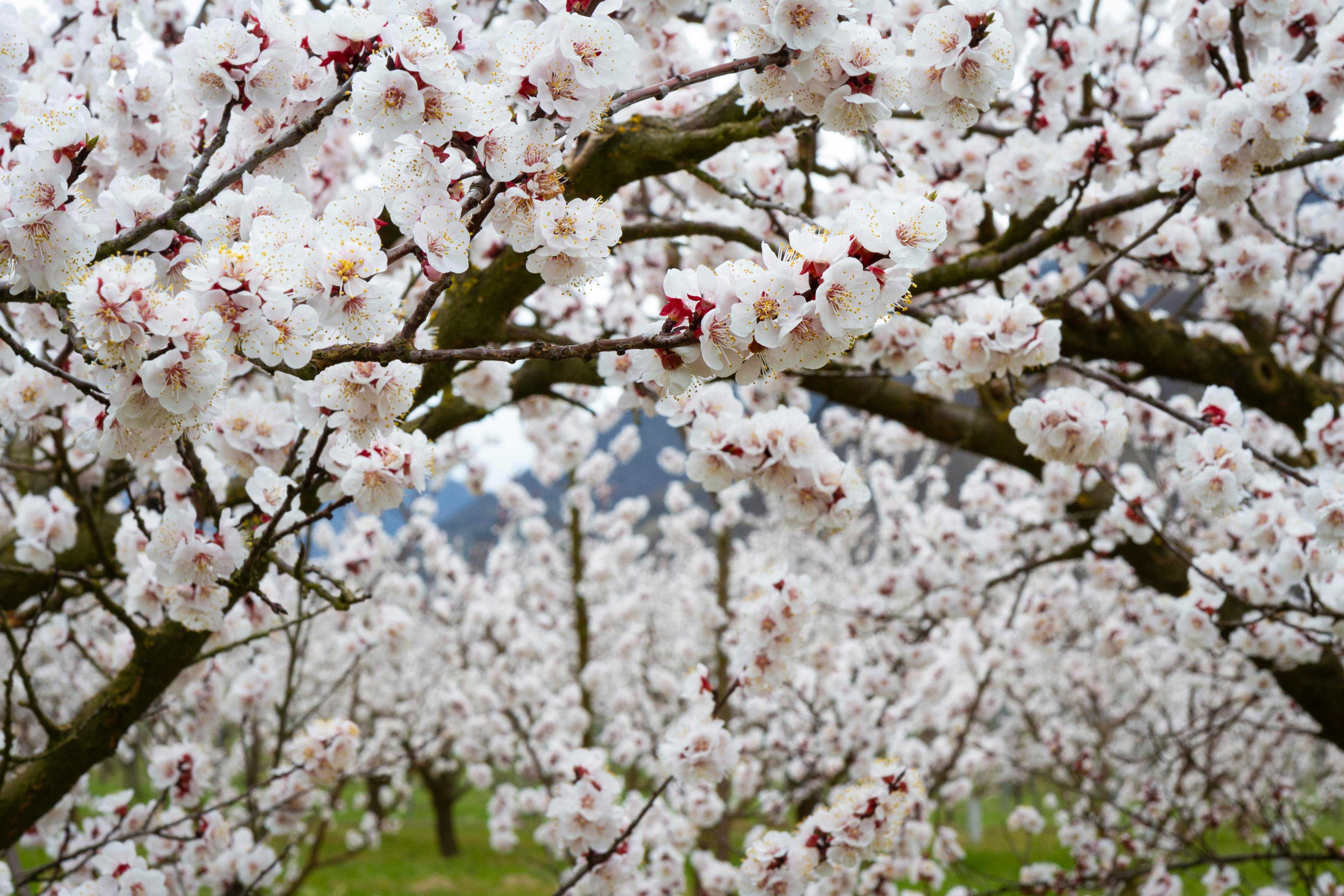 Blühende Marillenbäume in der Wachau mit weißen Blüten.