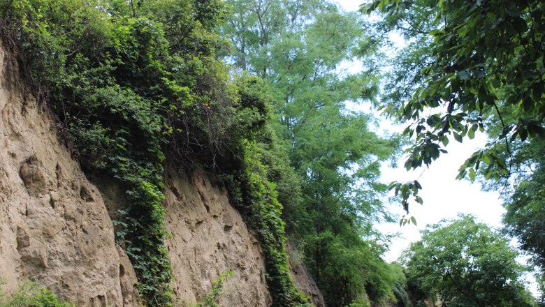 L&ouml;ssw&auml;nde im Zellergraben, &copy; Donau N&ouml; Tourismus_Vera Pulker