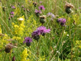 Wiese, &copy; Wienerwald Tourismus GmbH / P.Lechner