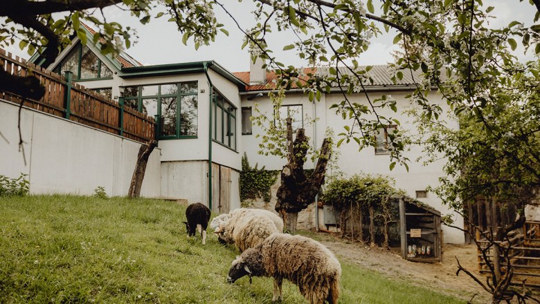 Wirtshaus mit eigener Landwirtschaft, © Niederösterreich Werbung/Sophie Menegaldo