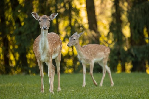 Ein kleines Reh steht mit seiner Mutter auf einer gr&uuml;nen Wiese.