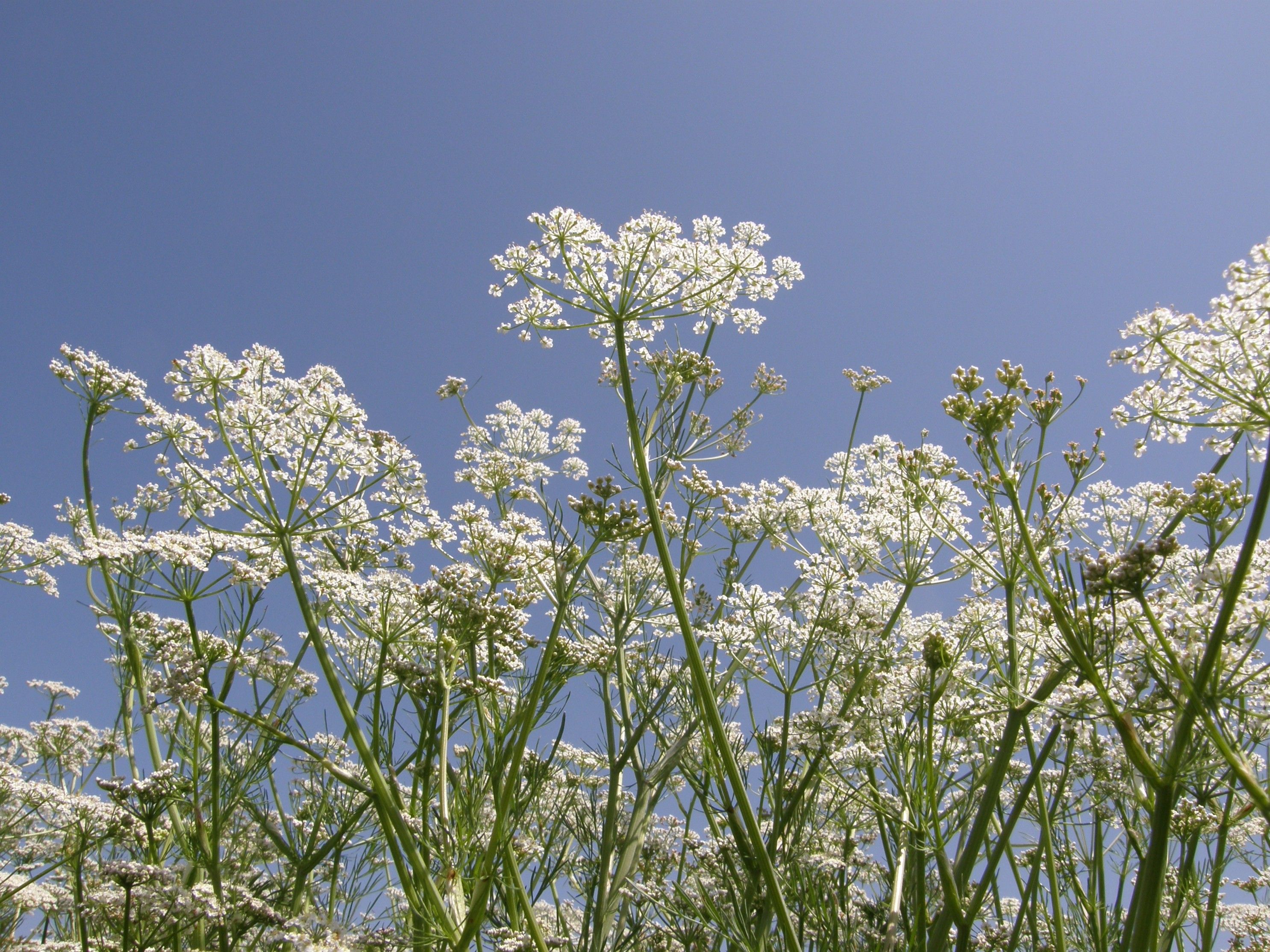 Weiße Blüten von unten gegen blauen Himmel fotografiert.